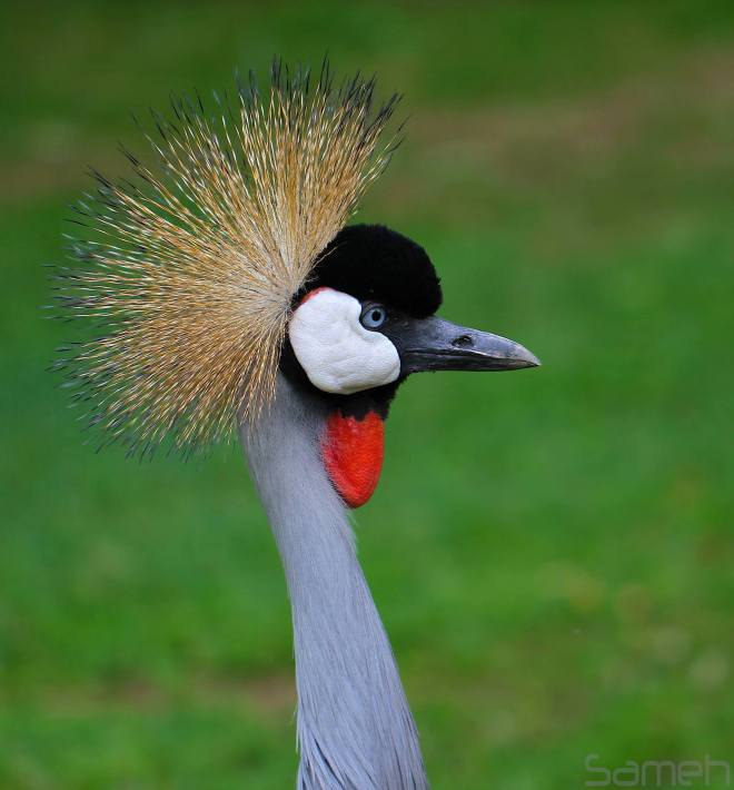 Grey Crowned Crane - Photo Shoot at the Birds Garden - Monte Casino