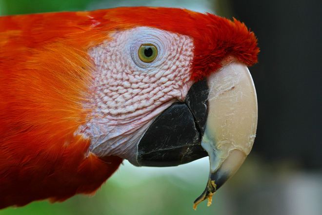 Red Parrot - Photo Shoot Birds garden - Monte Casino